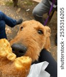 Dog smelling donut at cider mill