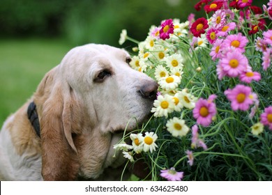 Dog Smelling Flowers 