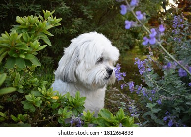 A Dog Smelling Lavender Flowers
