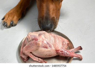 Dog Smelling Raw Meat Poultry On Metal Plate Closeup