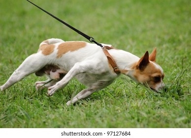 A Dog Smells Something In The Grass And Drag The Leash