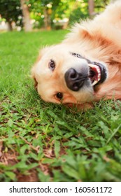 dog smiling  - Shutterstock ID 160561172