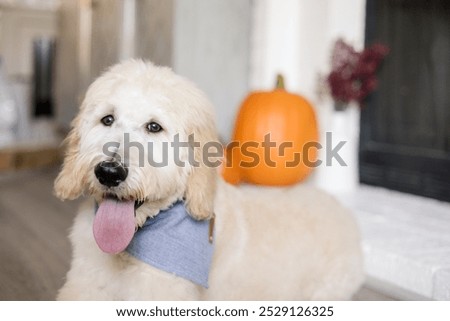Dog smiling in front of pumpkins