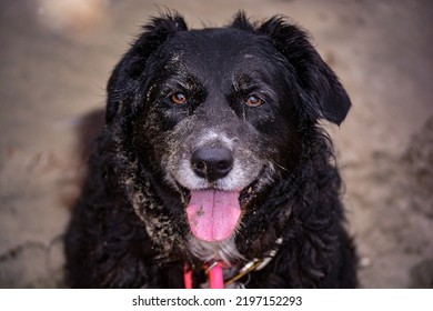 Dog With Smiling Sandy Face