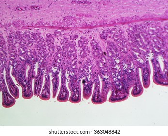 4,000 Muscle cells microscope Images, Stock Photos & Vectors | Shutterstock