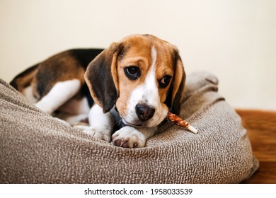 Dog Snack Chewing Sticks For Puppies. Beagle Puppy Eating Dog Snack Chewing Sticks At Home. Beagle Eat, Dog Treats For Beagles