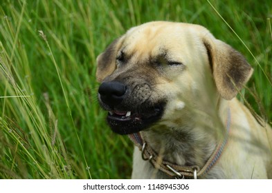 A Dog Is Sneezing