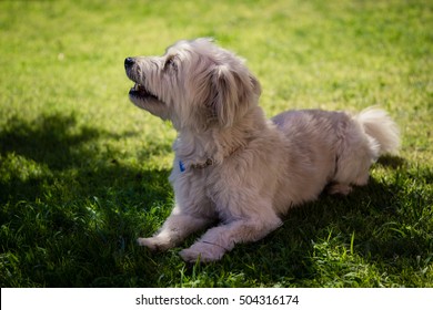 Dog Sniffing The Air