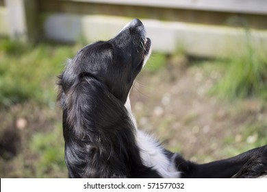 Dog Sniffing The Air