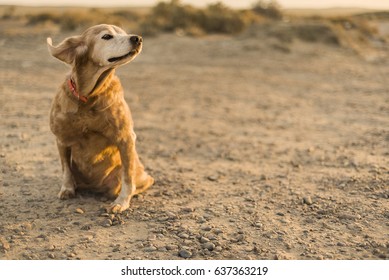 Dog Sniffing The Air