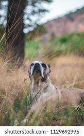 Dog Sniffing The Air In A Field