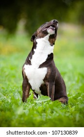 Dog Sniffing The Air Outdoors