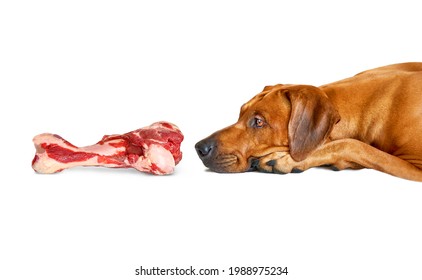 Dog Sniffing Big Raw Beef Bone For Food