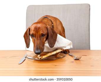 Dog Sniffing At Bone On Plate At The Table