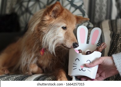 Dog Sniffing Bunny Box With Easter Candy Inside