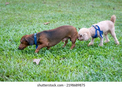 Dog Sniffing The Butt Of Another Dog. Dog Greeting Or Socializing Concept.