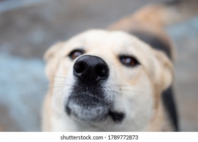 Dog Sniffing To The Camera