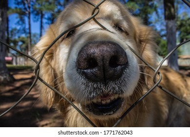 Dog Sniffing The Camera In The Park
