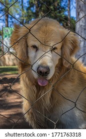 Dog Sniffing The Camera In The Park
