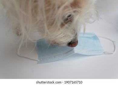 Dog Sniffing Covid-19 Face Mask