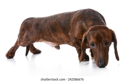 Dog Sniffing - Dachshund Sniffing The Ground On White Background