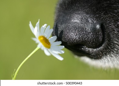 Dog Sniffing A Dandelion