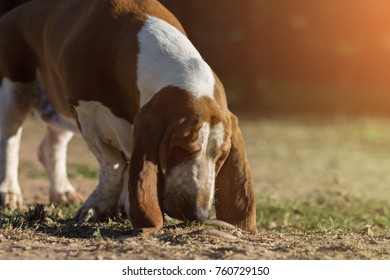 Dog Sniffing The Floor