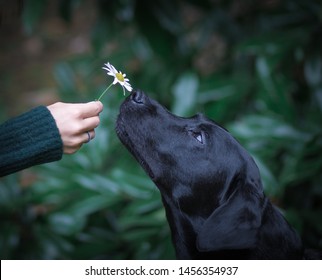 Dog Sniffing Flower Held By Girl