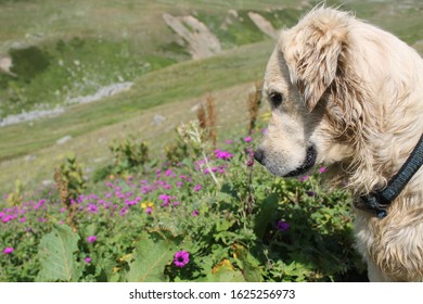 Dog Sniffing Flowers