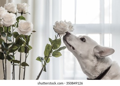 Dog Sniffing Flowers