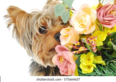 Dog Sniffing Flowers