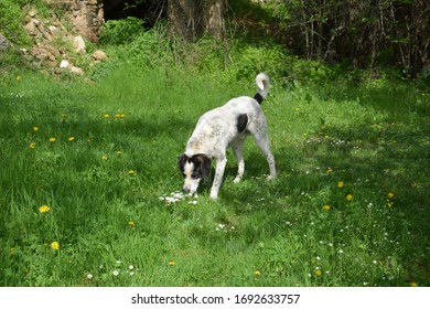 Dog Sniffing Flowers In Nature