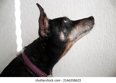 Dog Sniffing Food From His Owner's Hand