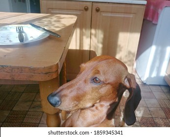 Dog Sniffing Food On The Table