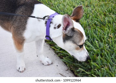 Dog Sniffing Grass