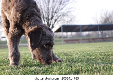 Dog Sniffing Grass Field Sports Baseball Brown Fuzzy Fur Puppy 