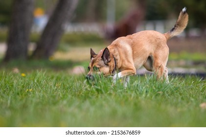 Dog Sniffing Grass Follows The Trail