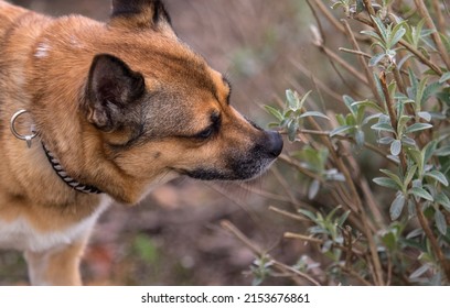 Dog Sniffing Grass Follows The Trail