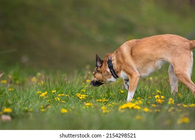 Dog Sniffing Grass Follows The Trail