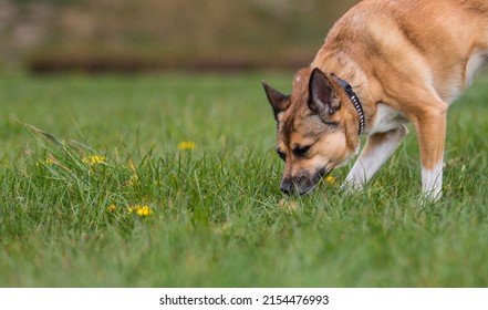 Dog Sniffing Grass Follows The Trail