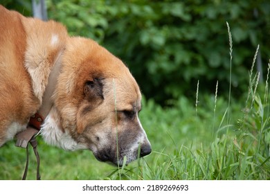 Dog Sniffing Grass On The Park