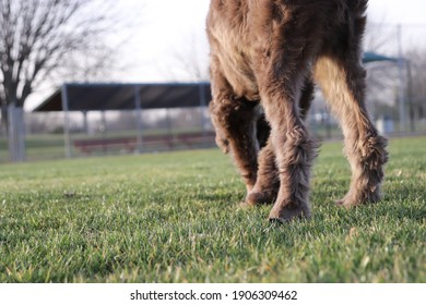 Dog Sniffing Grass In A Park Baseball Field