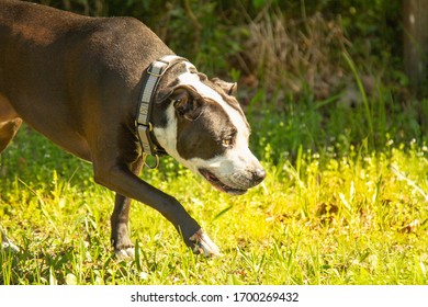 Dog Sniffing Ground Walking Through Yard