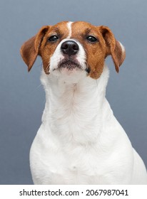 Dog Sniffing Jack Russell Terrier Breed In Studio