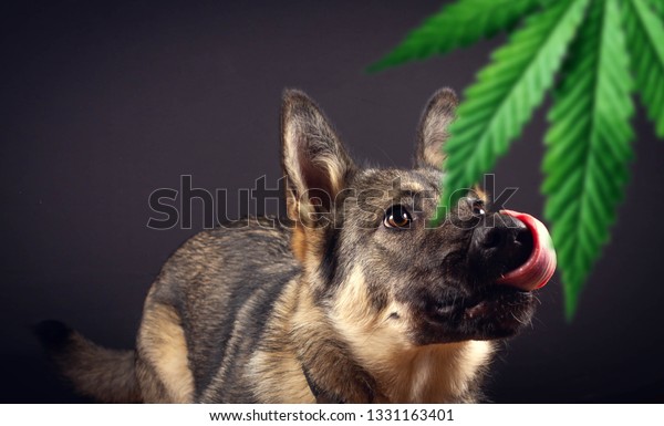 犬がマリファナや大麻の葉の匂いを嗅ぐ 麻薬を探す訓練を受けた犬 の写真素材 今すぐ編集