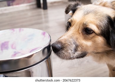 Dog sniffing metal trash can close up on wooden floor - Powered by Shutterstock