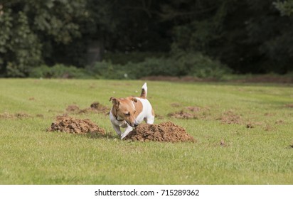 Dog Sniffing A Mole Hill