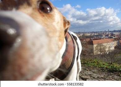 Dog Sniffing My Camera As I Hike Down To Prague