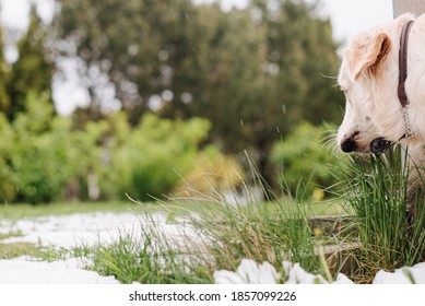 Dog Sniffing On The Floor 