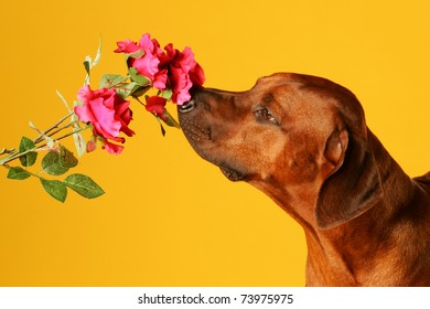 Dog Is Sniffing On Flower